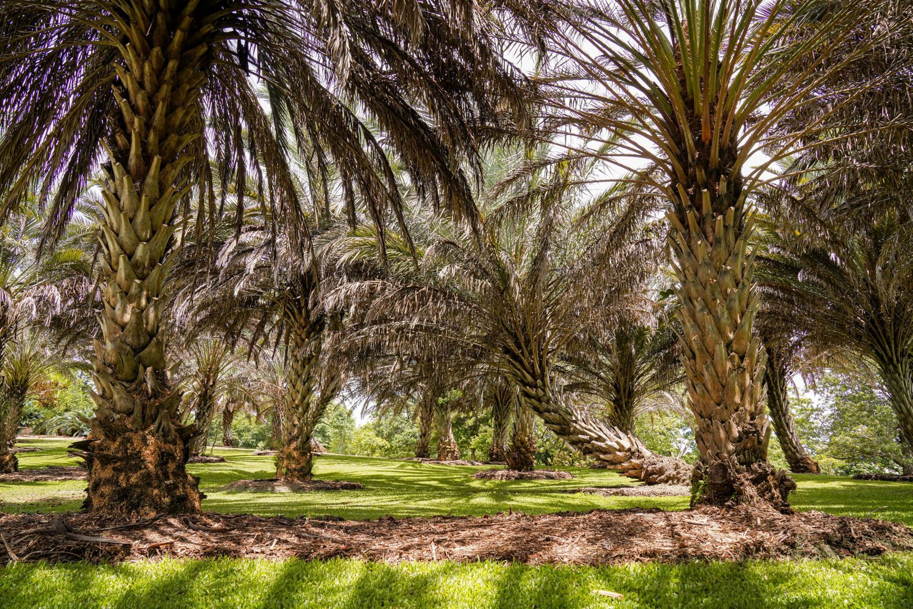 Tree & Plant Installation in Buckeye AZ
