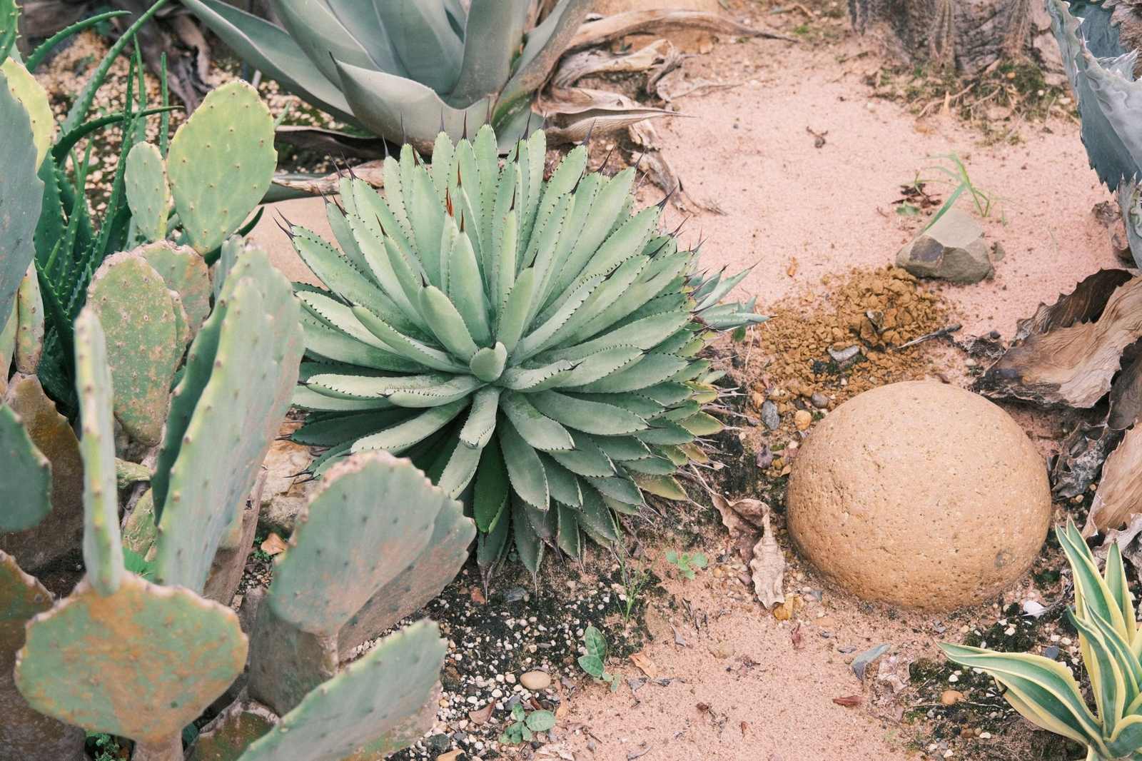 Desert xeriscape design in Buckeye, AZ